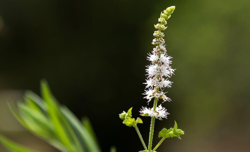 Nature's Hormone Balancer - Black Cohosh - happy HEALTHY you