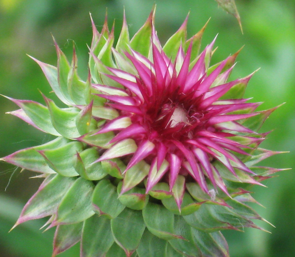 How Is Milk Thistle A Great Addition To Your Nutrition!!