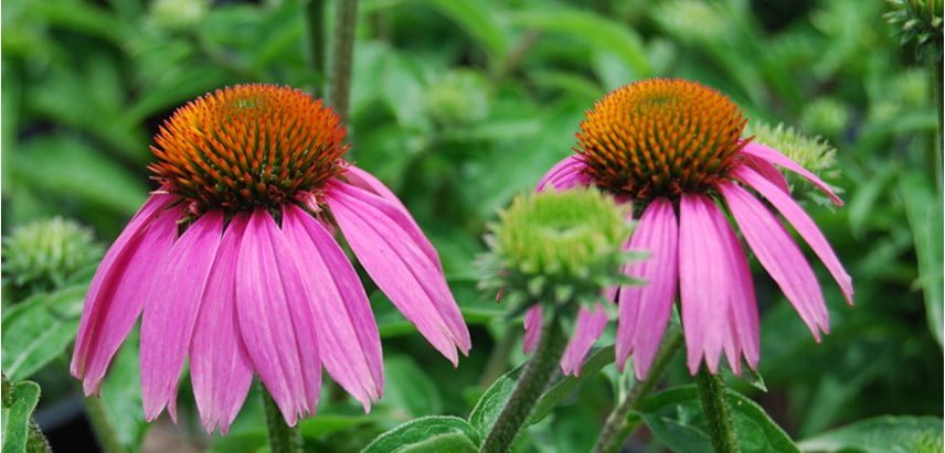 The Herb Echinacea: A New Outlook on its Benefits !!
