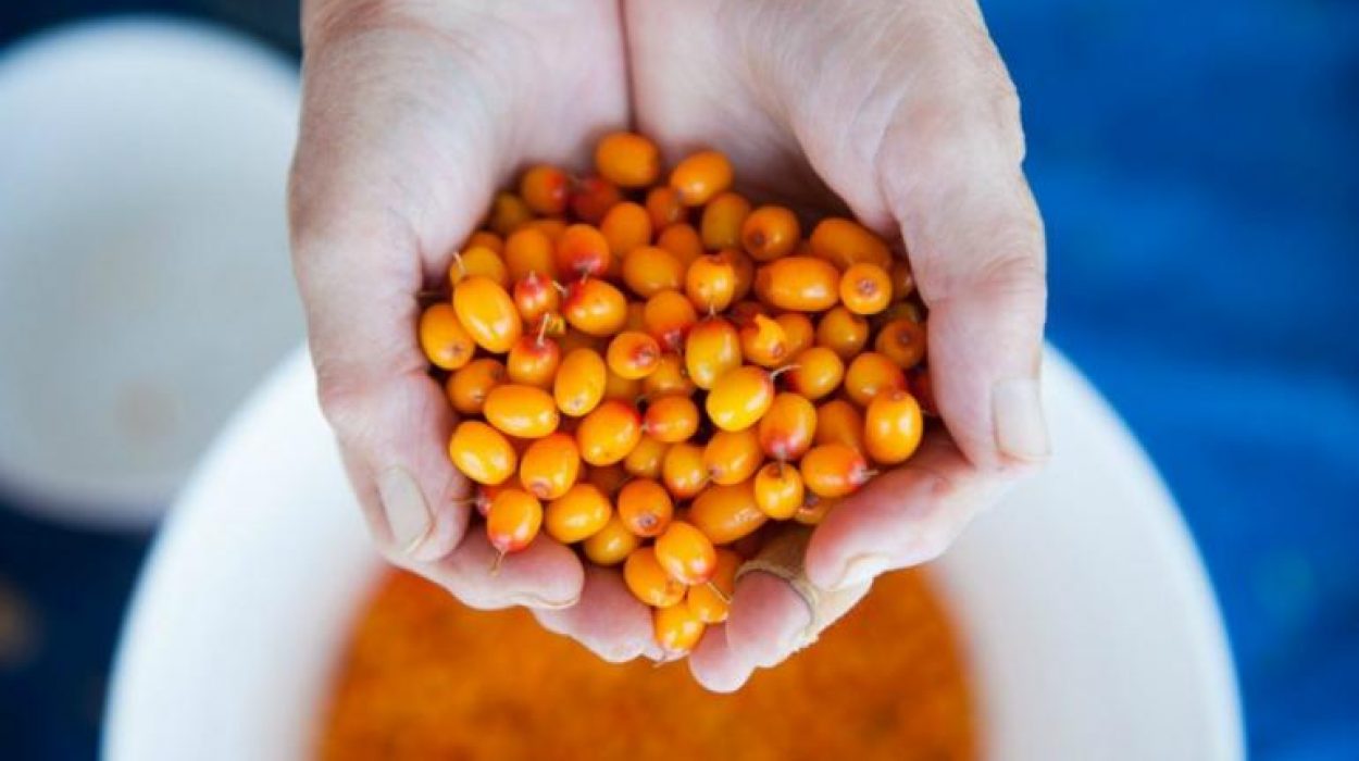 All about the Significance of Sea Buckthorn