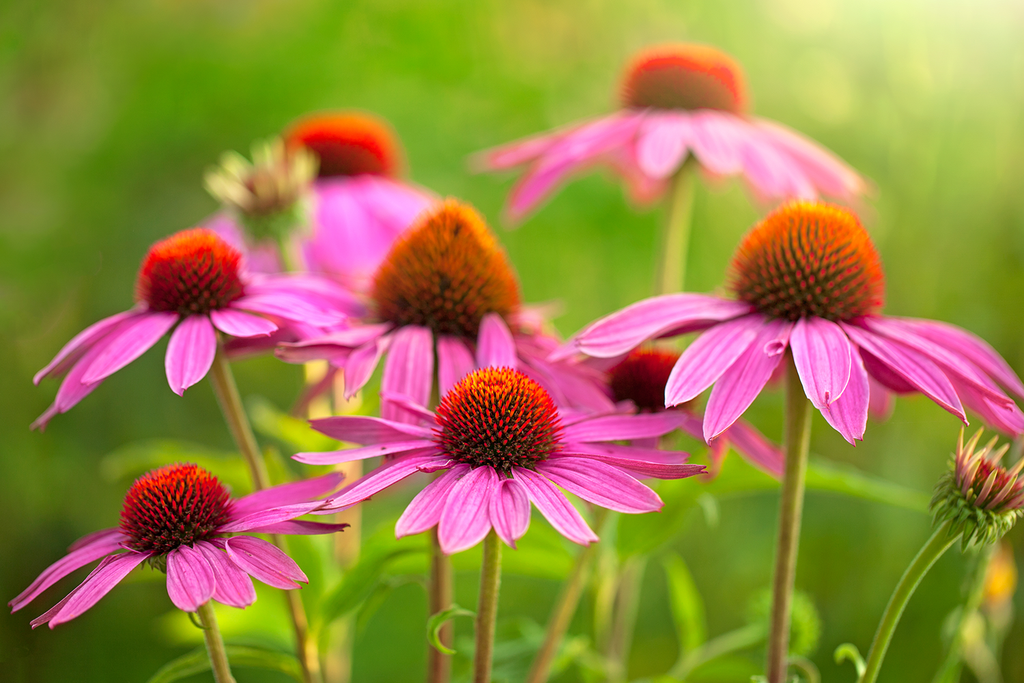 Image result for blogs on echinacea
