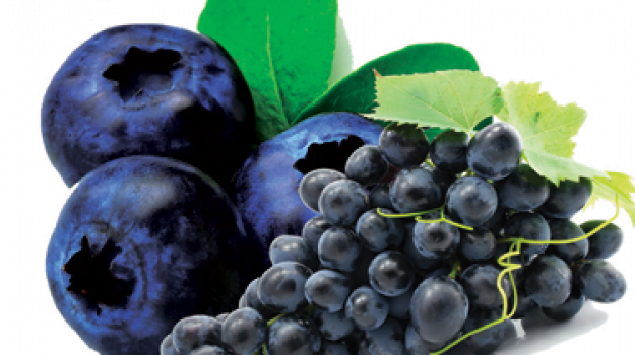Blueberry Extracts Recovers Brain Function in Elderly