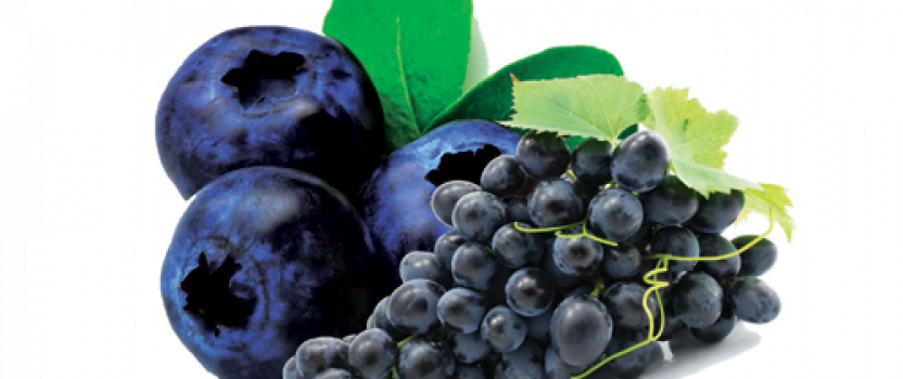 Blueberry Extracts Recovers Brain Function in Elderly