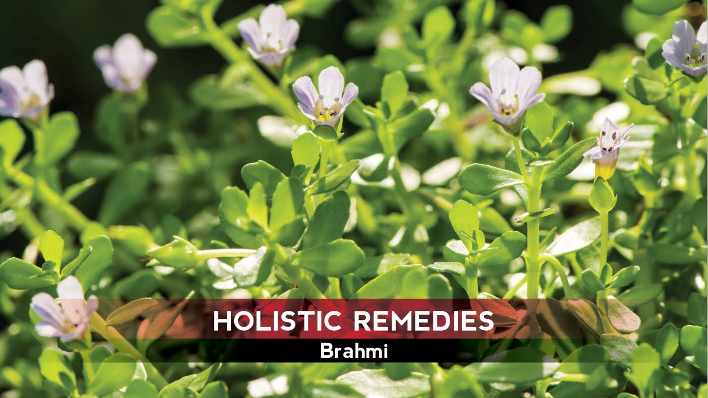 Why Is Brahmi Good For Your Brain ?