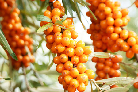 Image result for sea buckthorn