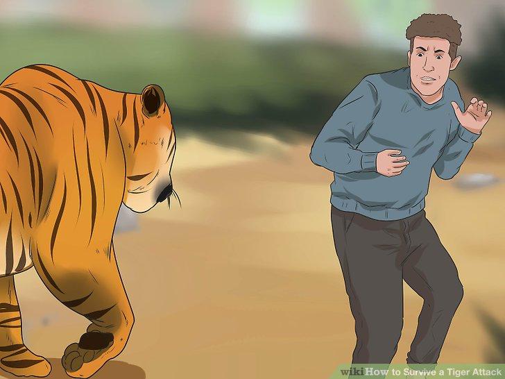 Image result for tiger running after a person