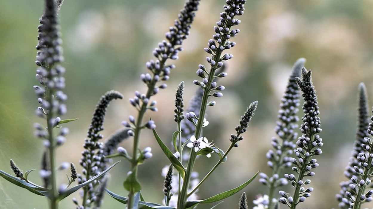 Black Cohosh Your Friend in Menopause Signs!