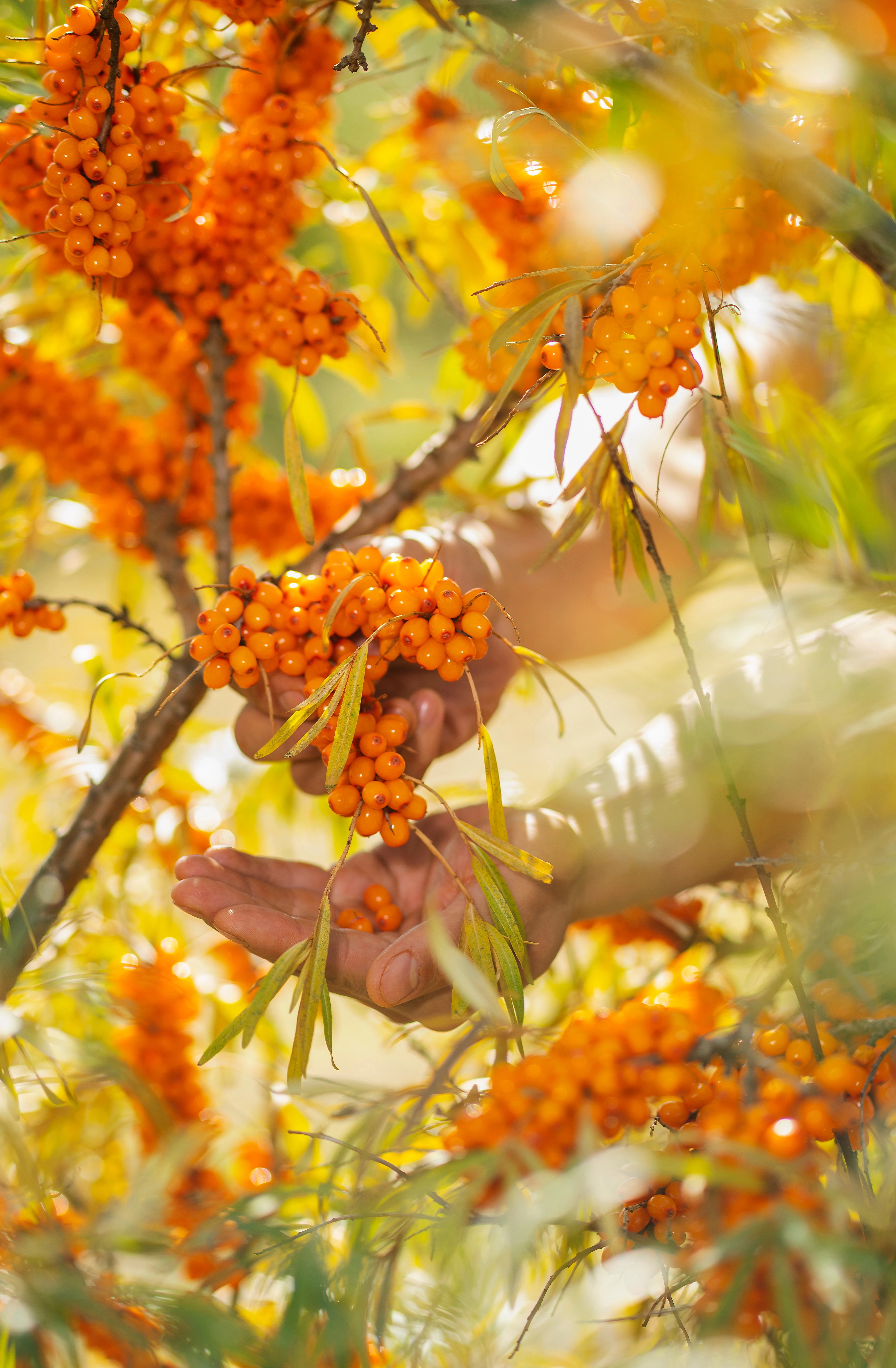 DISCOVER THE CURATIVE EFFECTS OF SEA BUCKTHORN OIL ON YOUR SKIN!