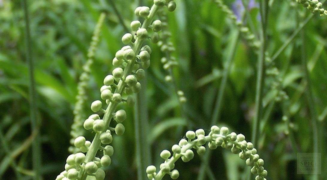 How to Treat PCOS with Black Cohosh?
