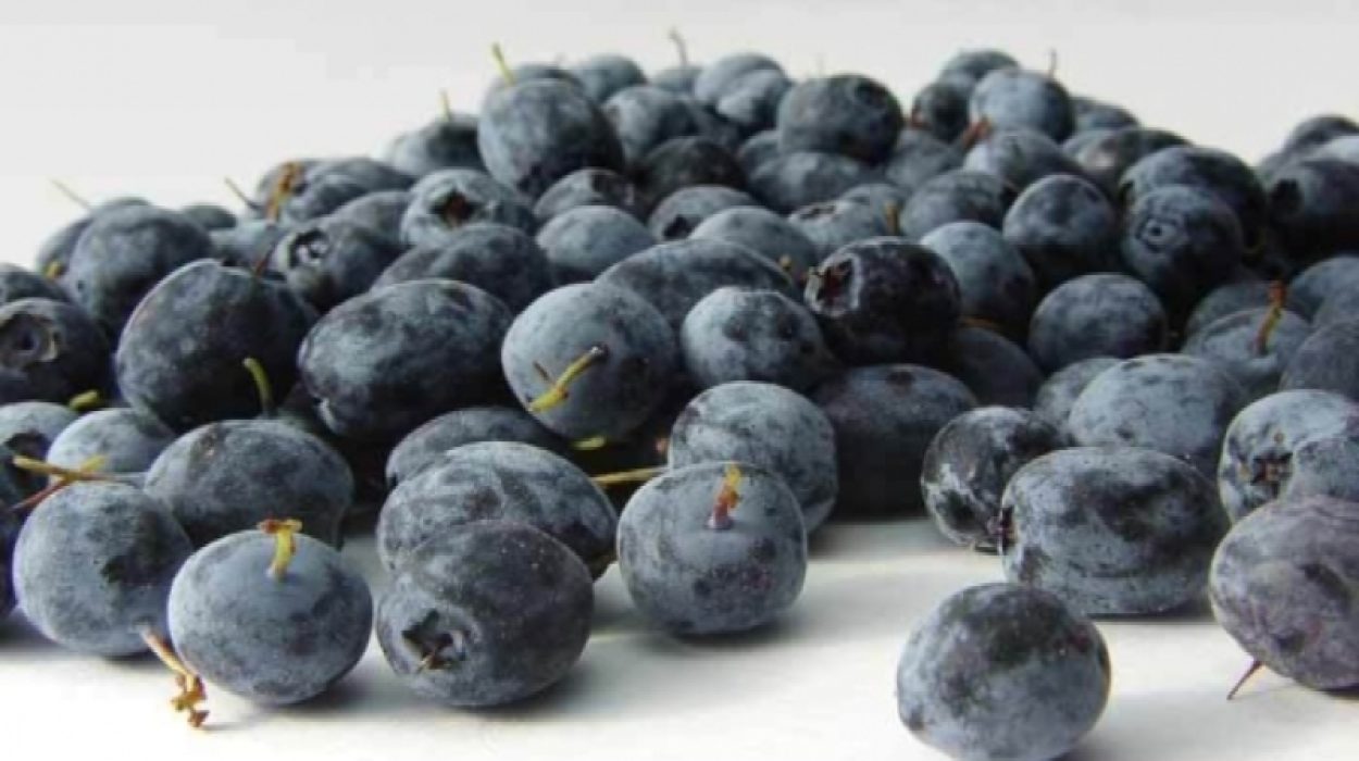 Antioxidant Acai Berry: Superfood formula with lots of health benefits!!
